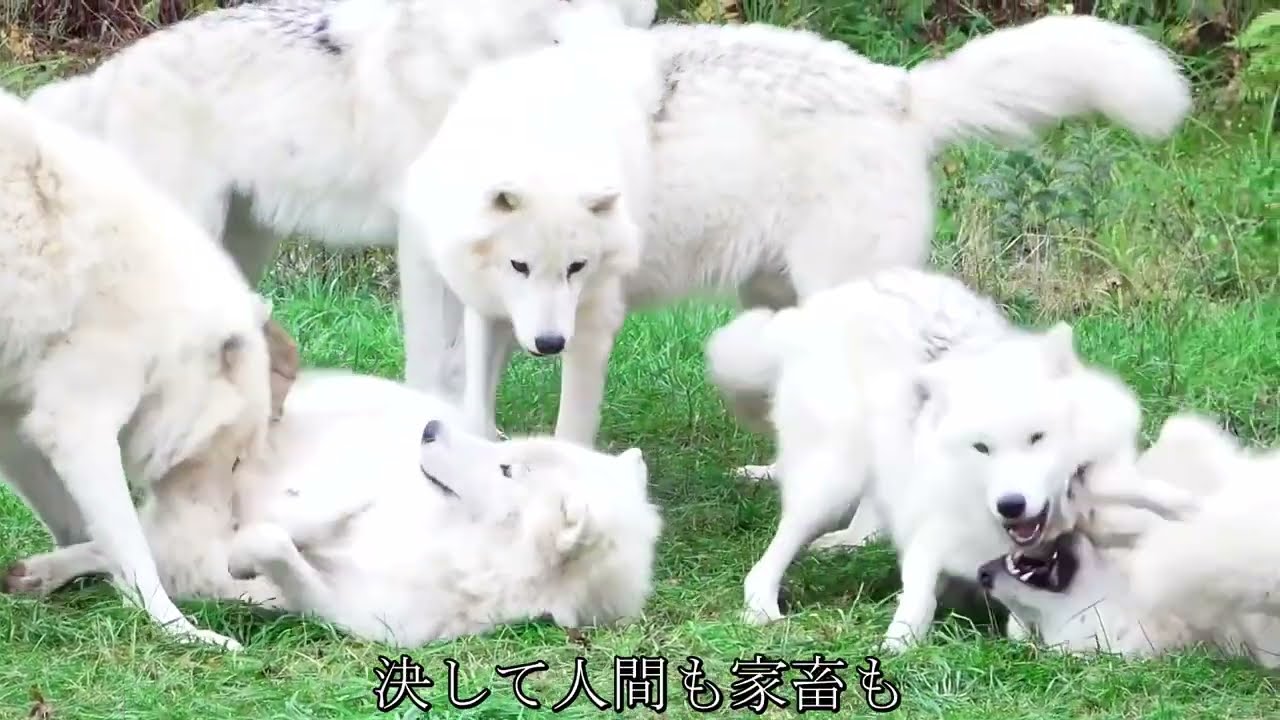 この村のハンターたちは白いブチを持つオオカミの群れには決して銃を向けません。その理由とは？