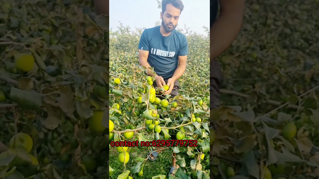 Thai green apple ber 