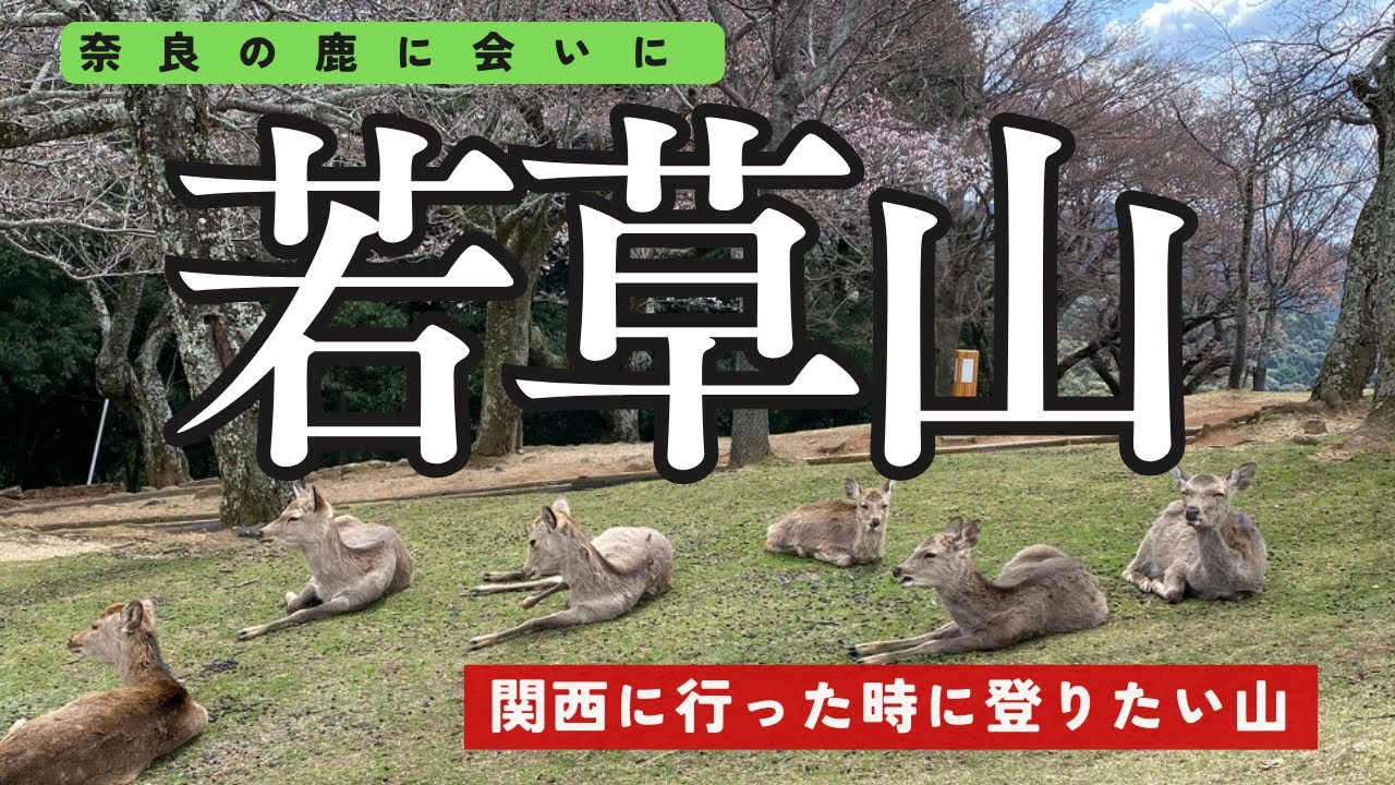 【4月 若草山】子供の頃登ってしんどかった若草山にリベンジしてみたら緑と鹿と桜に癒された美しい山だった