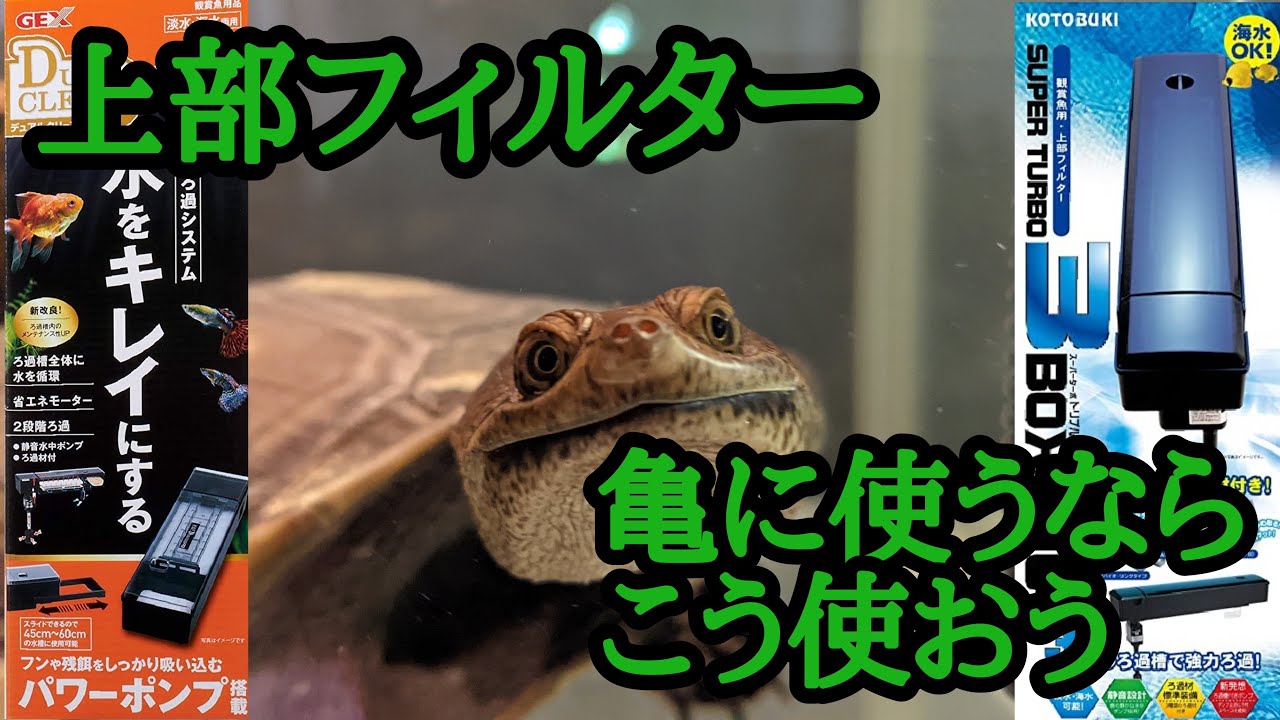 【上部フィルター×亀】亀飼育に上部式フィルターを使うなら、洗いやすさに特化させましょう。GEX デュアルクリーン・コトブキ　トリプルボックス【ジーベンロックナガクビガメ水槽】