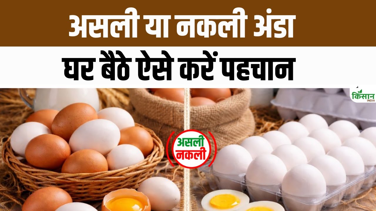Fake Eggs: बाजार में धड़ल्ले से बिक रहे हैं नकली अंडे, ऐसे करें असली की पहचान | Plastic Eggs
