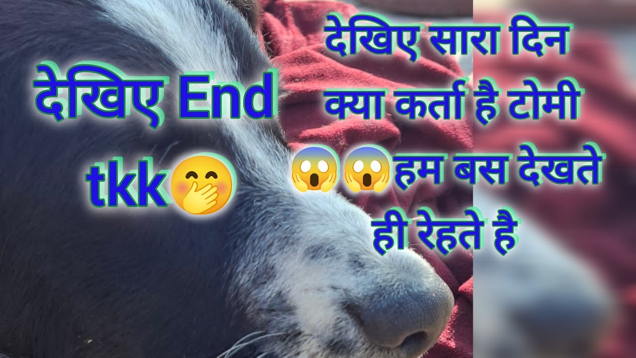 देखिए सारा दिन क्या कर्ता है टोमी 😱😱 || हम बस देखते ही रेहते है #dog #doglife #pets #funnydog #funny