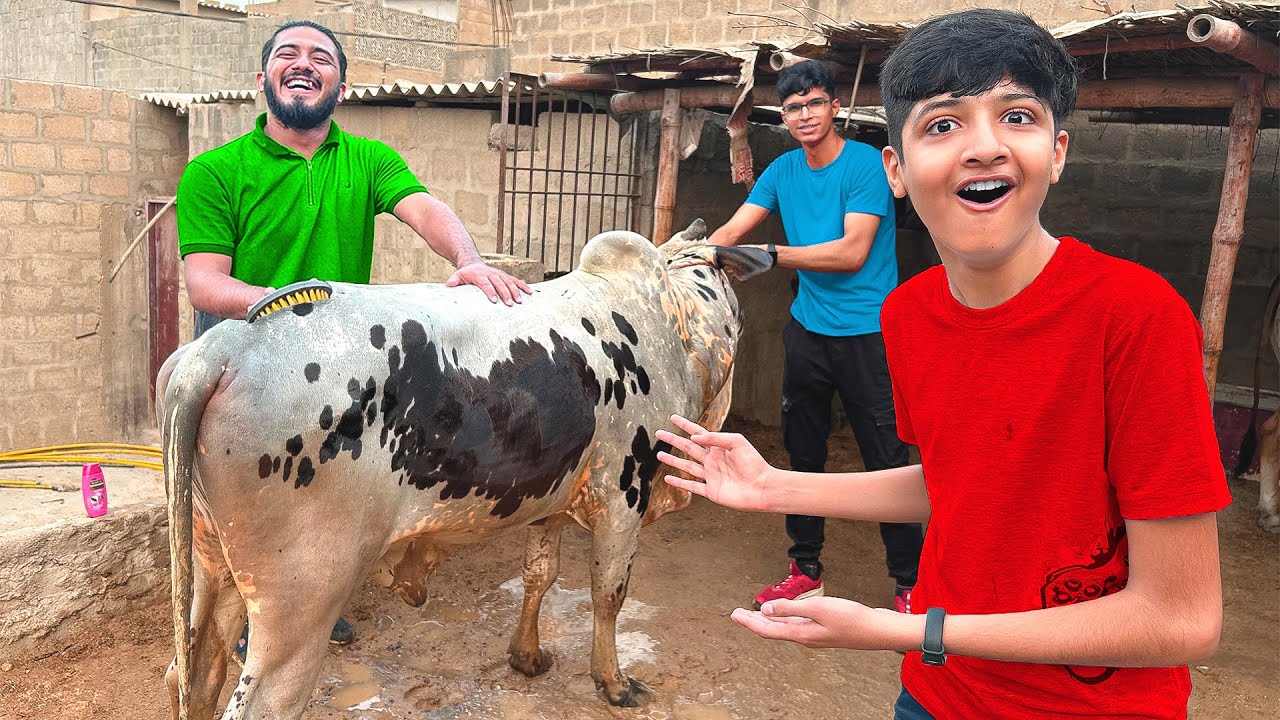 Alhamdulillah Qurbani ki Cow Khareed Li🐄