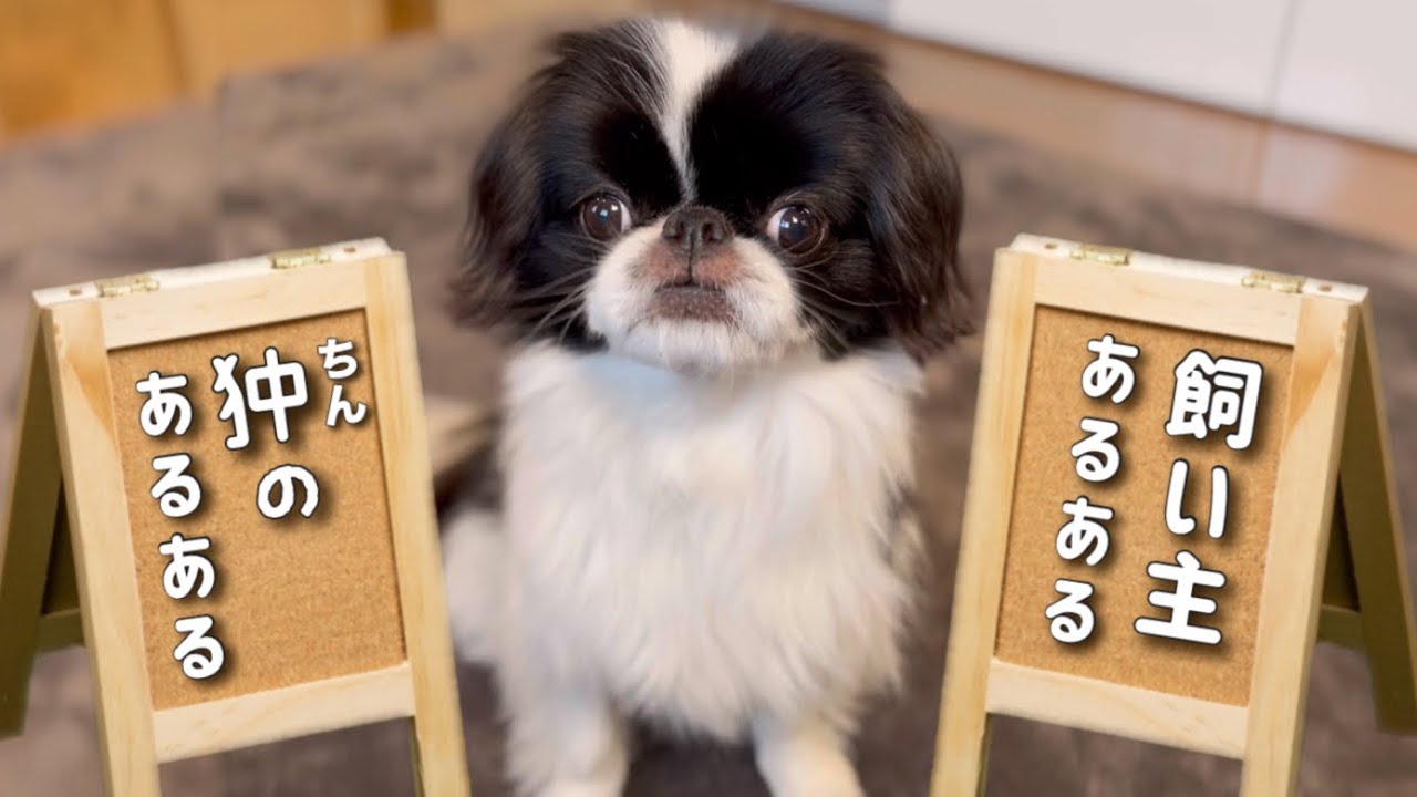 【22連】10個以上共感できた人は紛れもなく狆好き‼︎ 【犬あるある】【ペットあるある】
