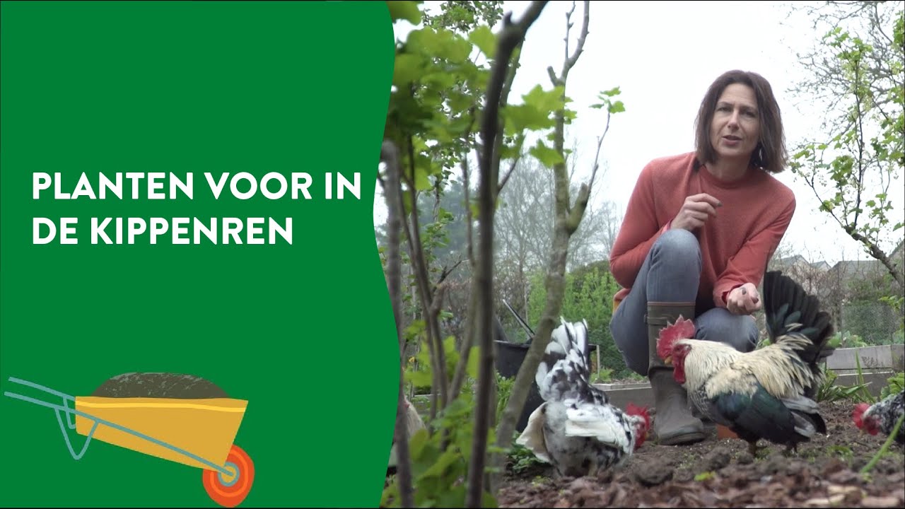 Heb je een kippenren? Deze planten mogen erin