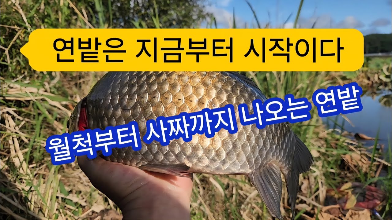 오늘의 선턱은 연밭대물터입니다/# 꾼의선택TV#대림낚시#연밭#사짜붕어
