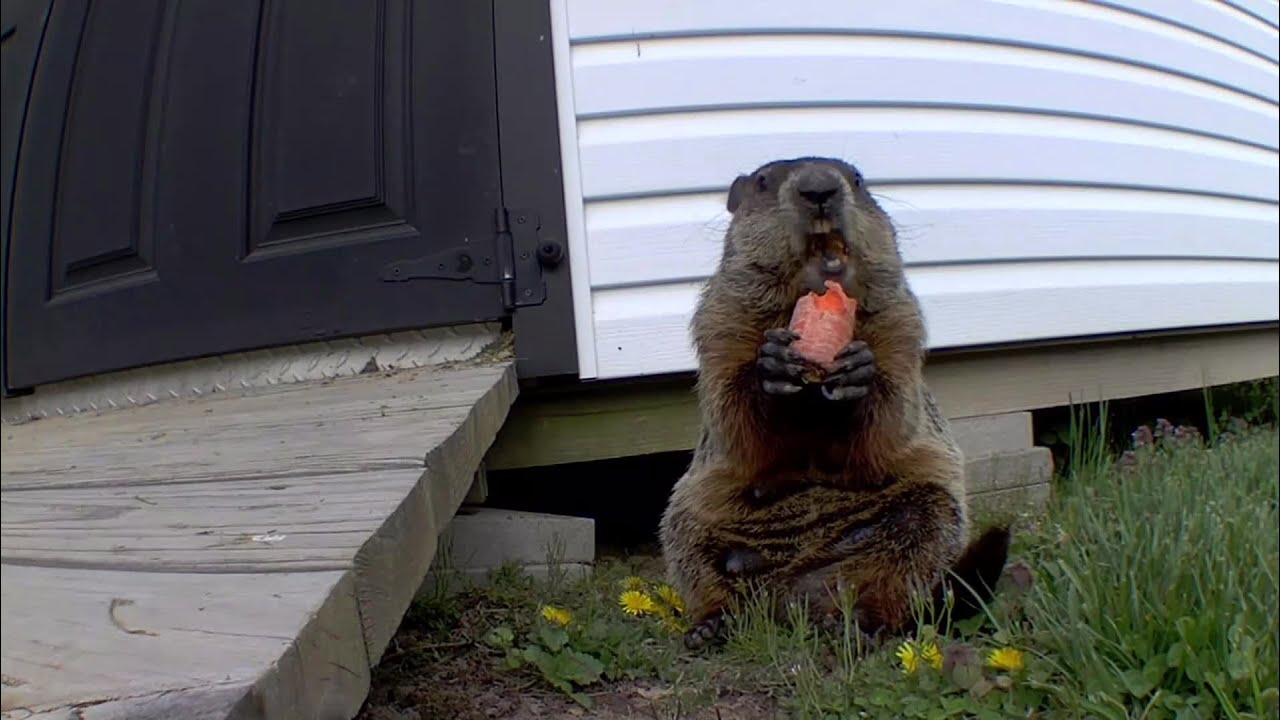 Nibbles Feeding Frenzy