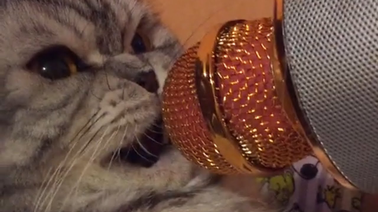 Ultimate Talking Cats | Funny Pet Compilation