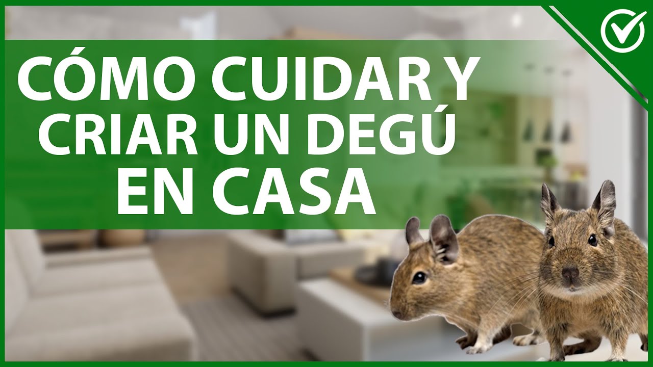 🐭 C&oacute;mo Cuidar a un Deg&uacute; o Rat&oacute;n con Cola de Ardilla - Alimentaci&oacute;n y Cuidados 🐭🐀