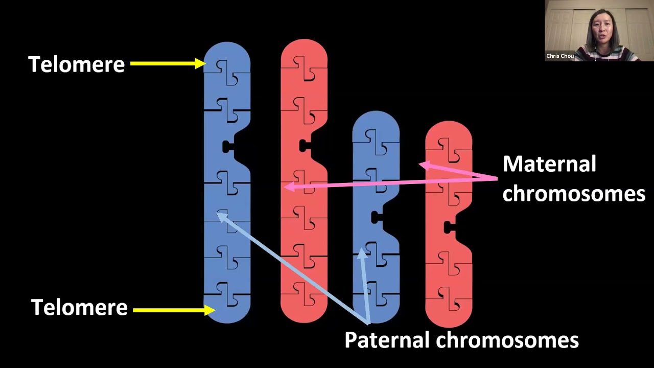 CASE 2021: Using Models to Make Connections Between DNA and Chromosomes
