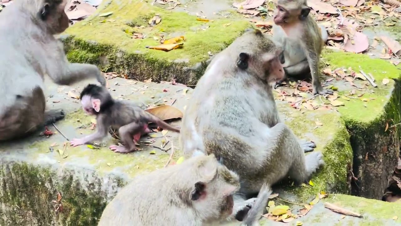 Cute little baby girl and boy monkey natural 