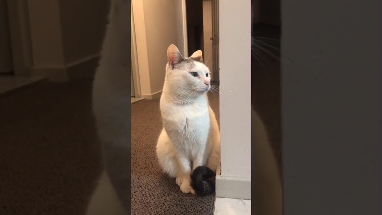 Cat lays ears back when it hears heavy metal noises.