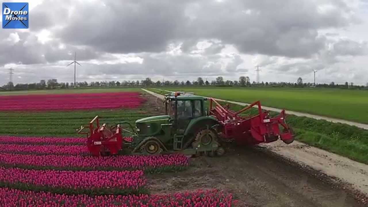 Ronico bv Tulpen koppen
