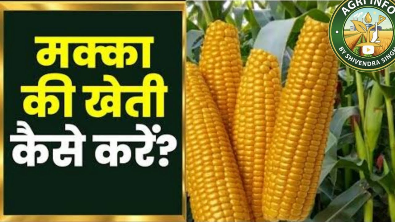 मक्के कि खेती कि संपूर्ण जानकारी 
