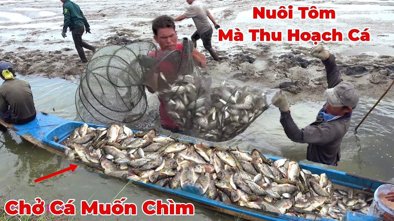 Vuông Nuôi Tôm Mà Đến Lúc Thu Hoạch  Chỉ Thấy Cá. Loài Cá Mà Ai Nuôi Tôm Cũng Sợ.
