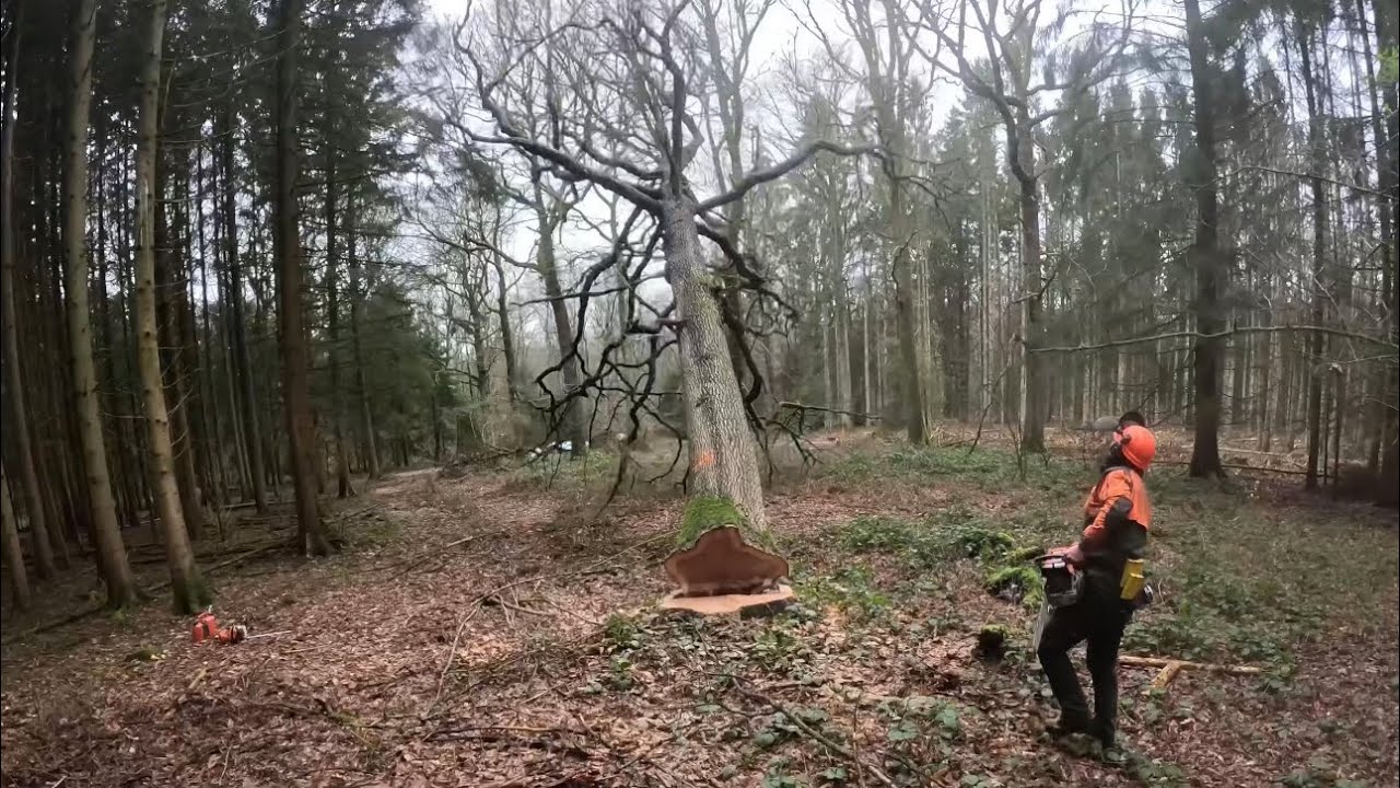 Abattage de chêne 🌳massif STIHL ms500i