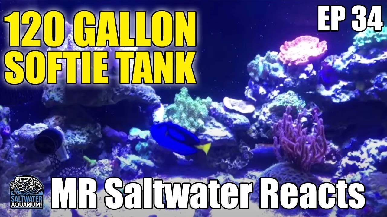 120 Gallon SOFTIE Saltwater Aquarium - Mr Saltwater Reacts