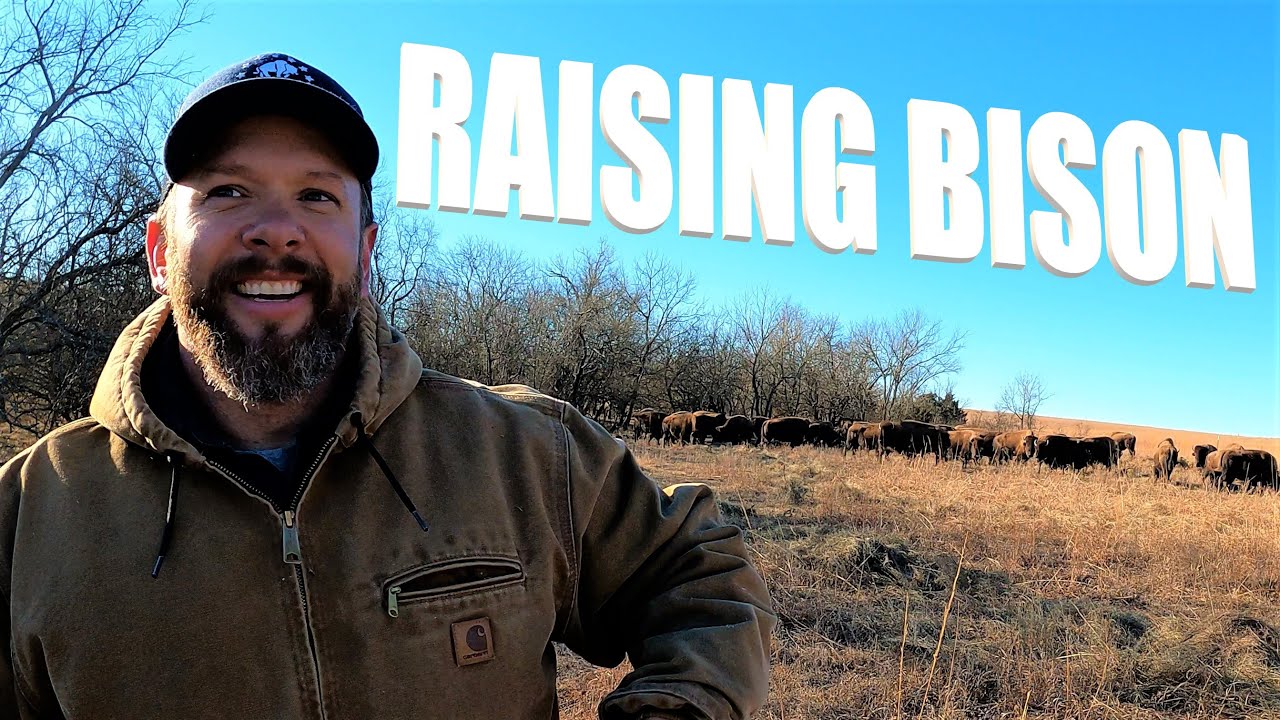 What It's Like Raising Bison In Kansas | Solder Creek Bison