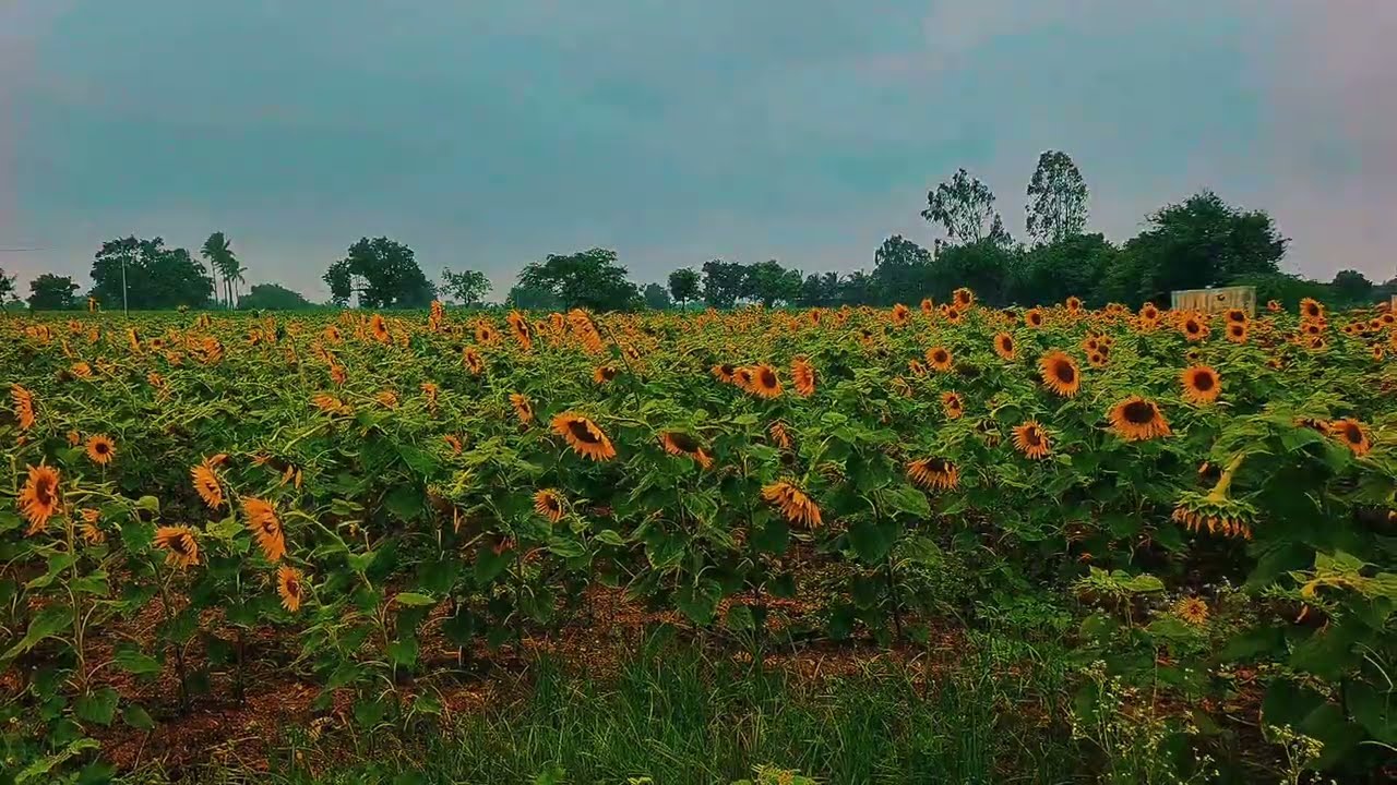 🌧️ The arrival of rain | First rain | Beautiful Rainy Village Nature | 4K