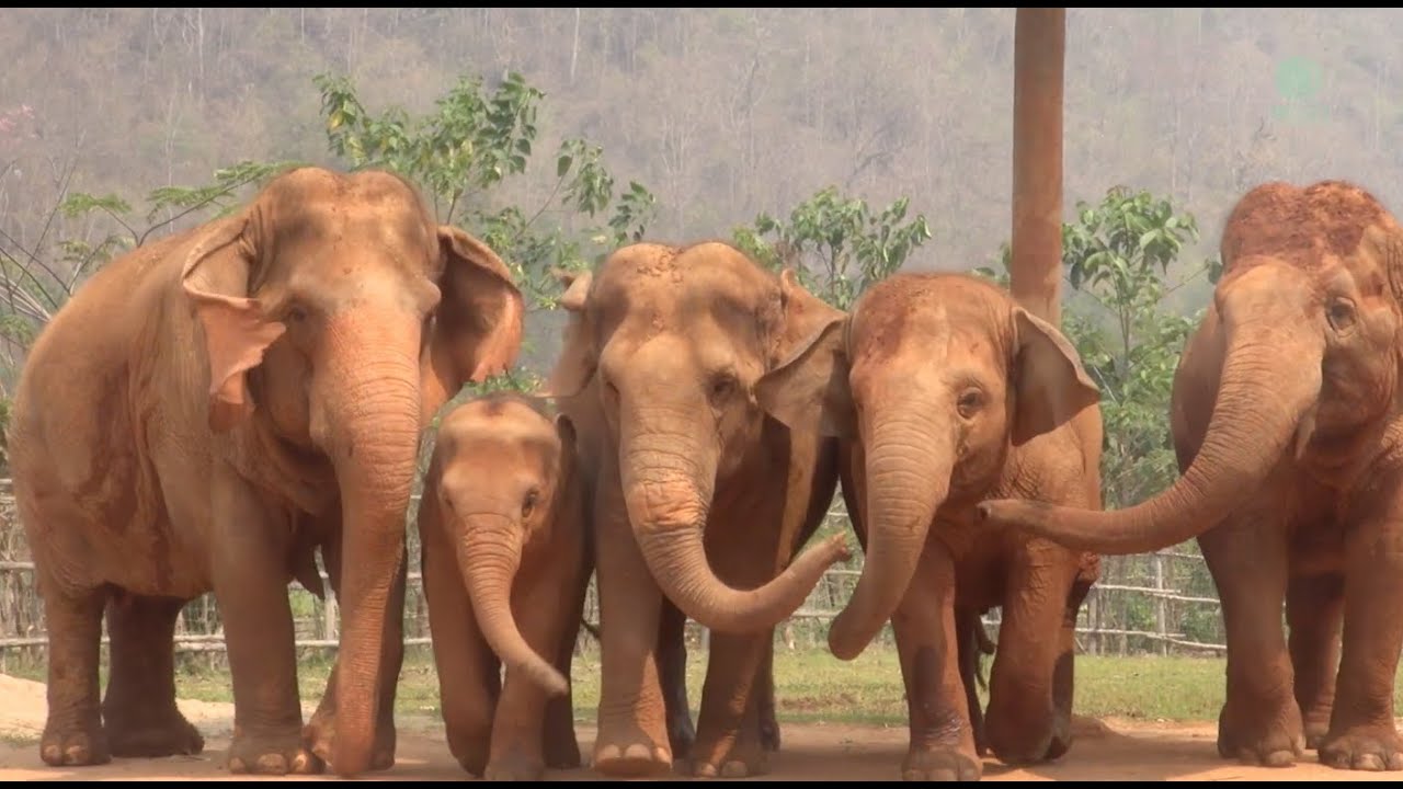 The Sound Of Elephants Develop New Friendships With Strangers - ElephantNews