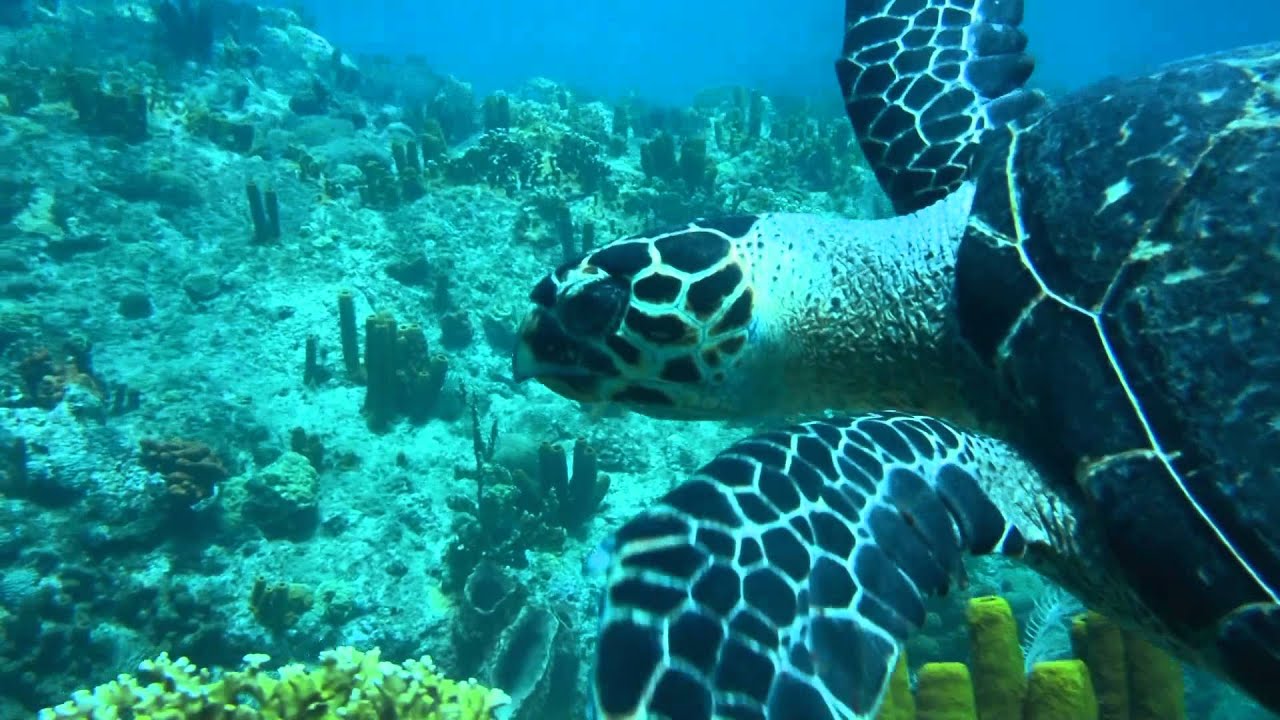 Turtle in Martinique HD