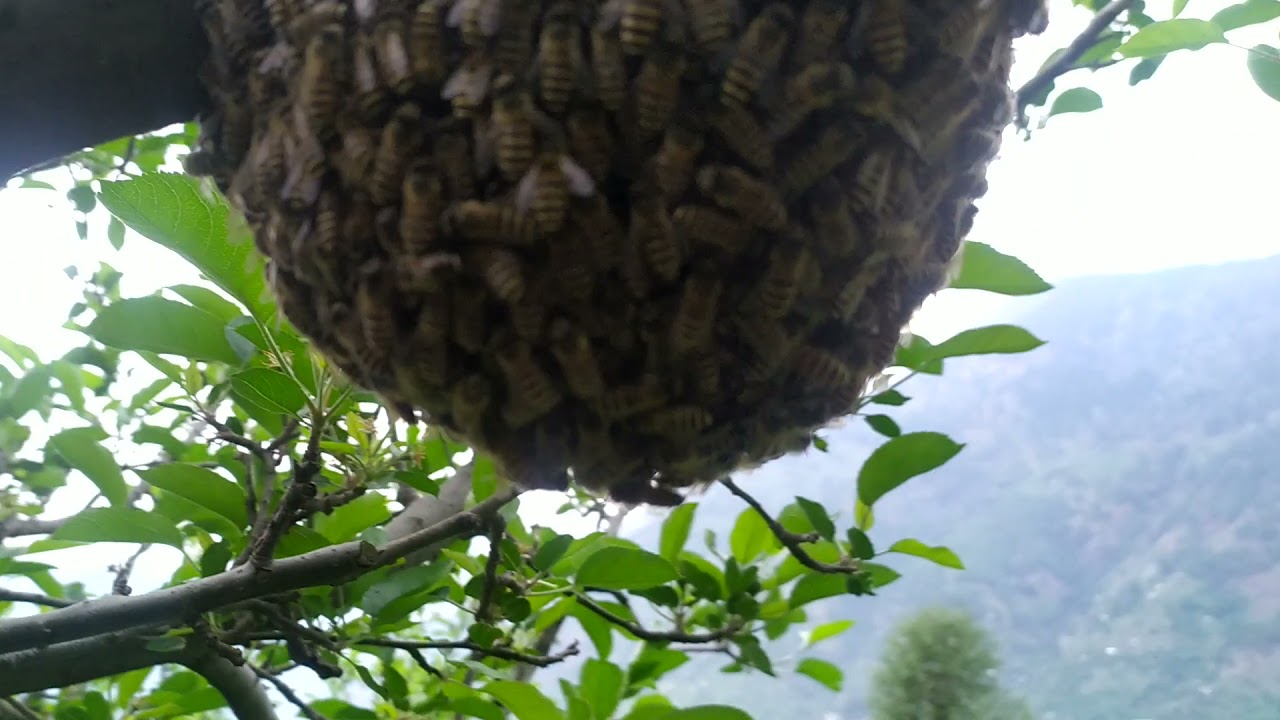 Apiscerana bees🐝  Swarm