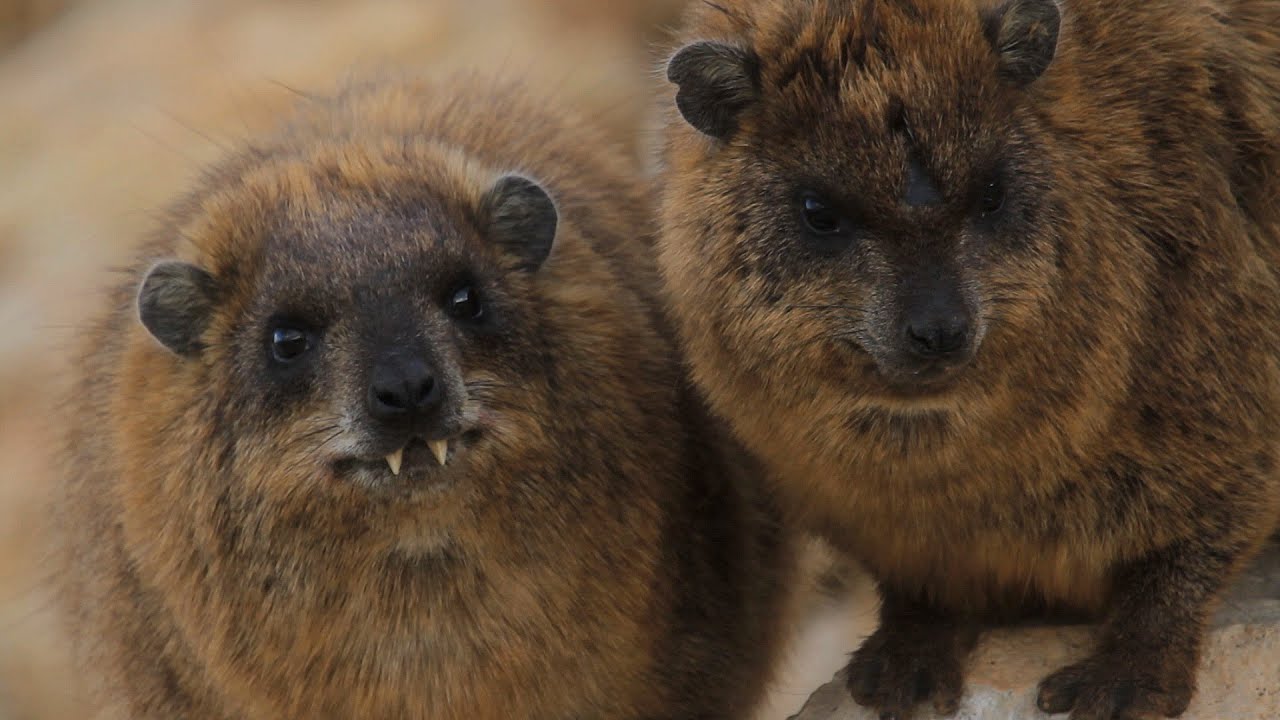 Marine Rock Hyrax صخر صخر שפני סלע ימיים рок-хиракс ケープハイラックス