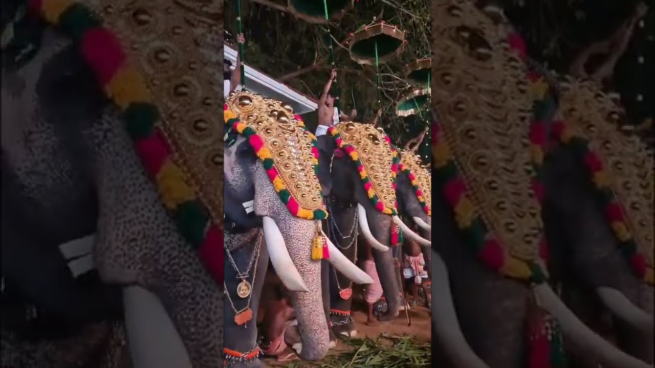 60ആനകൾ നിരന്ന് ആറാട്ടുപുഴ ഉത്സവം|kerala elephants |famous elephants in kerala | aarattupuzha pooram
