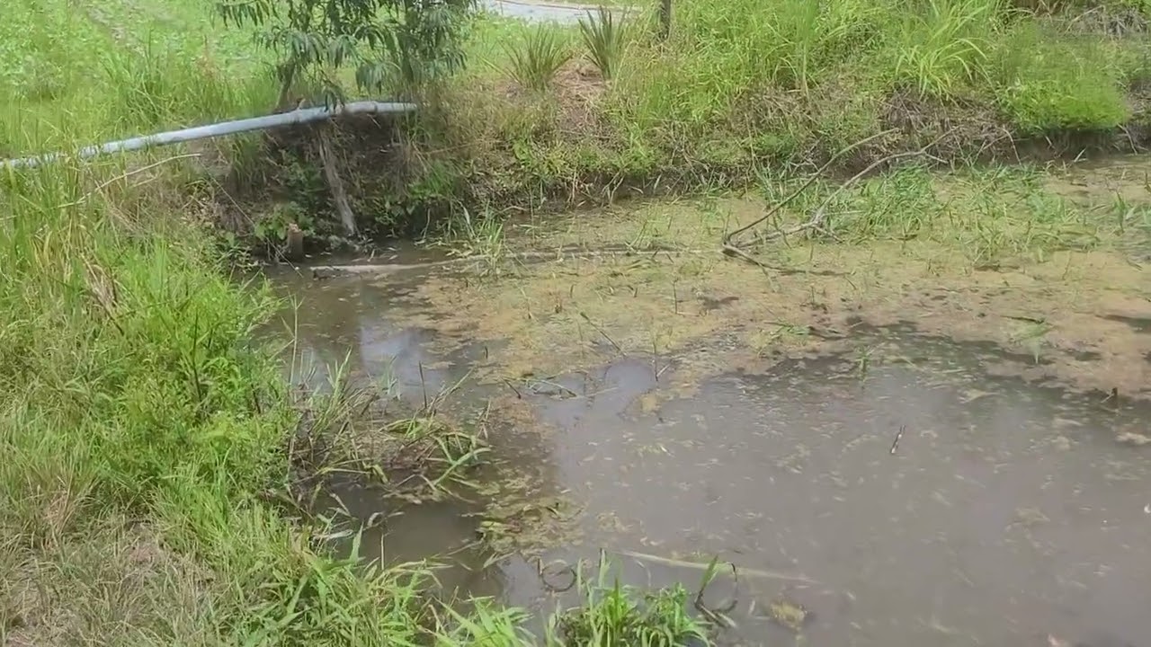 No sitio, muita falta de água pra molhar as plantações, fazendo valeta. 