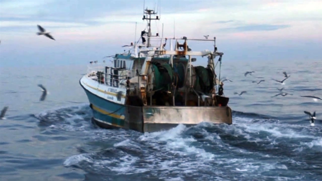 Dorade Sauvage de Normandie - Chalutier pélagique en boeuf