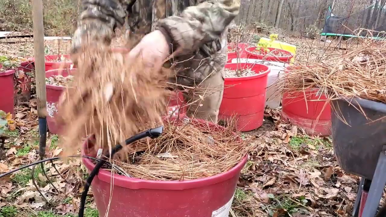 Winterizing Blueberries