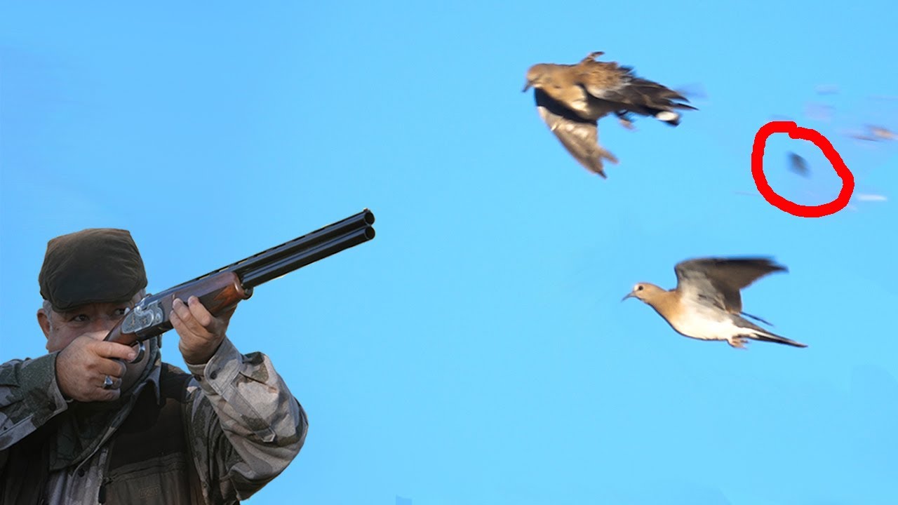 Dove Hunting &Uuml;veyik Avı 2020/21