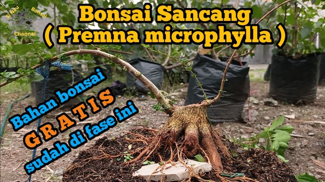 Bonsai Sancang ( Premna microphylla )... Bahan bonsai GRATIS sudah di fase ini