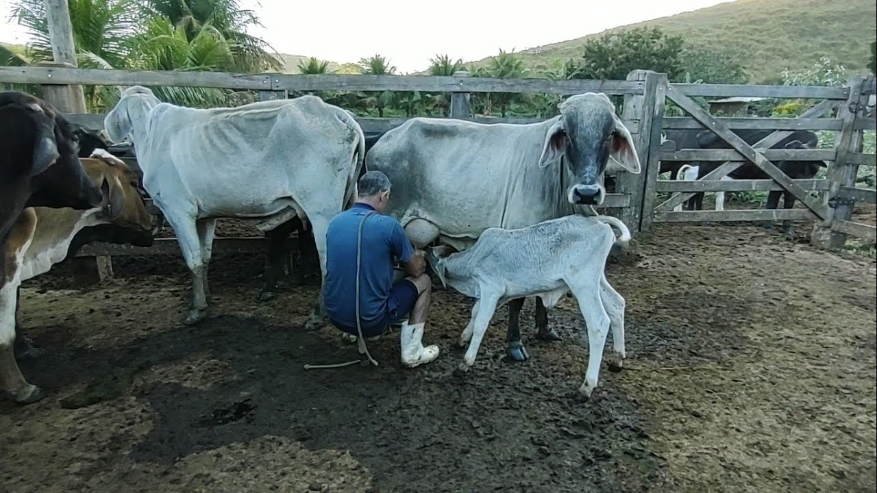 Pipoca e ButinudoTirando Leite das Vacas Manualmente no Curral de Manhã. Rosa Branca Investiu nimim.
