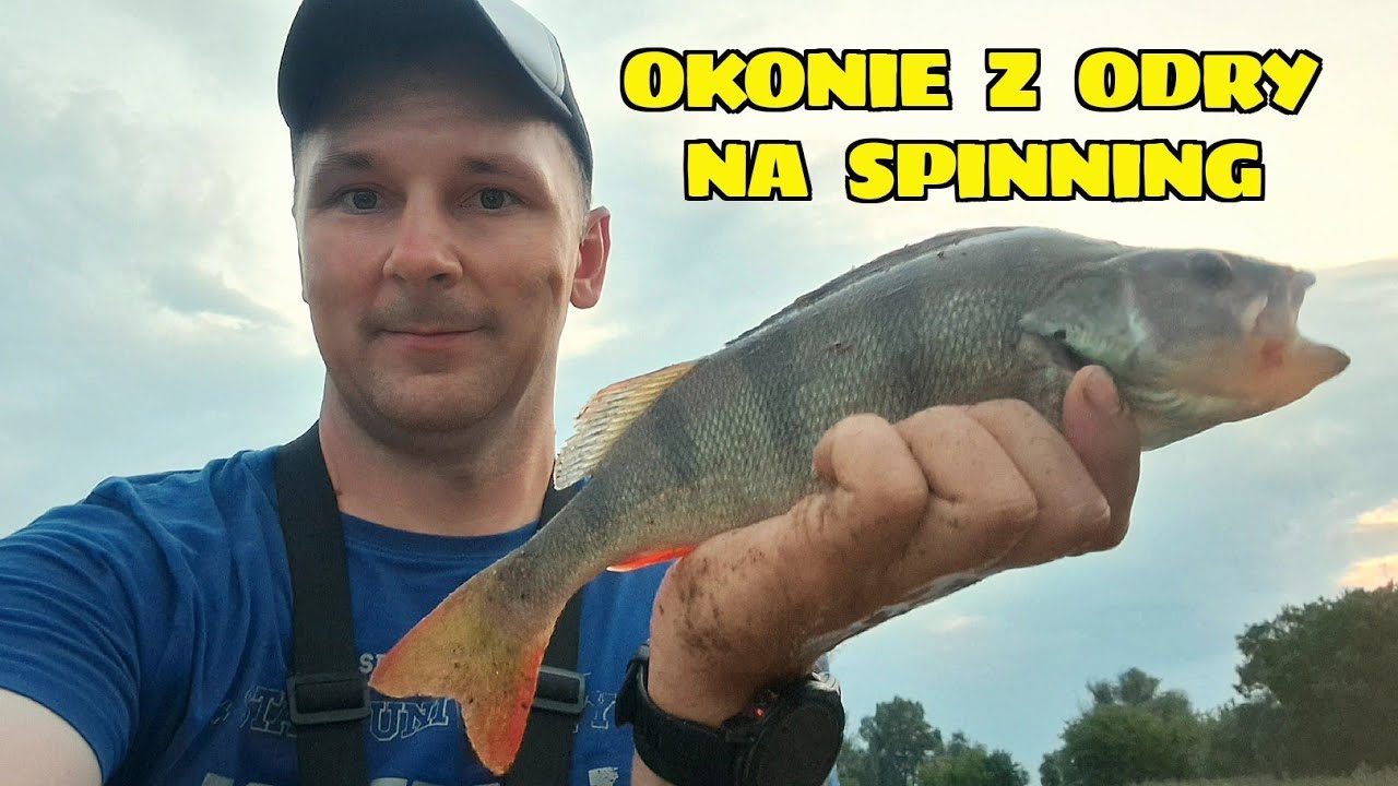 WIECZORNE OKONIE z RZEKI