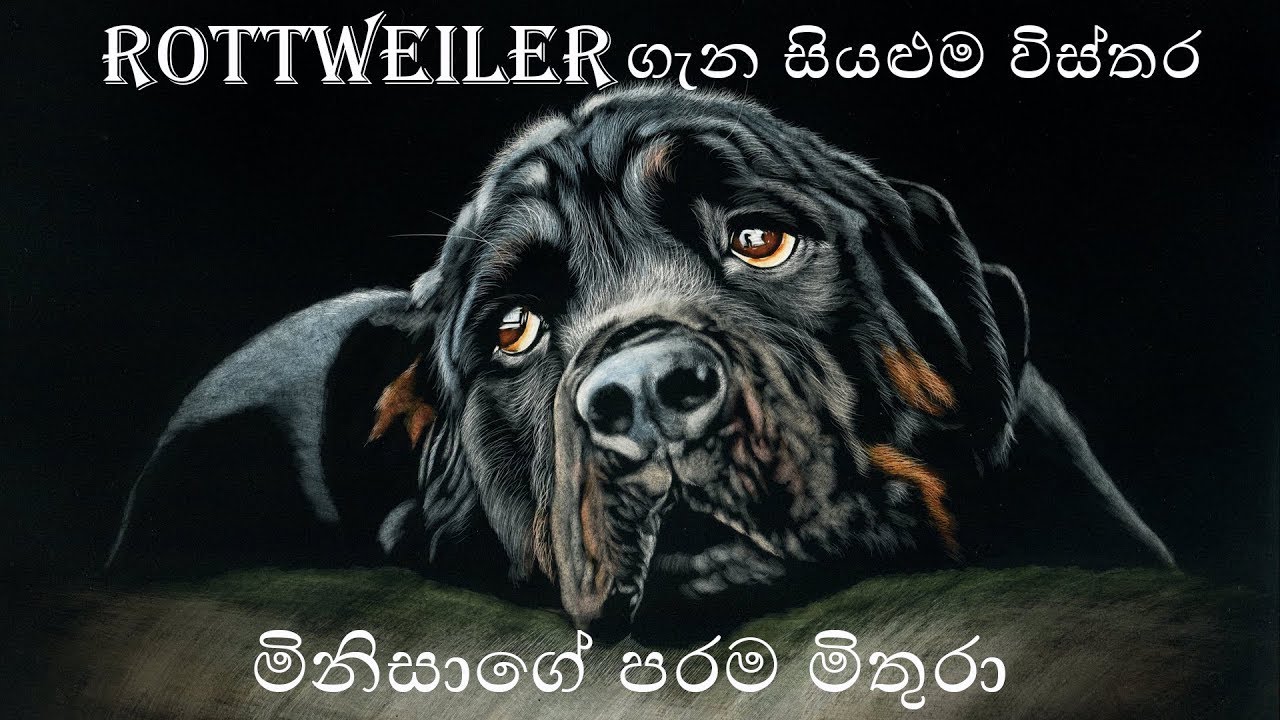 Everything About Rottweiler Sinhala | රොට්වයලර් ගැන සියළුම විස්තර