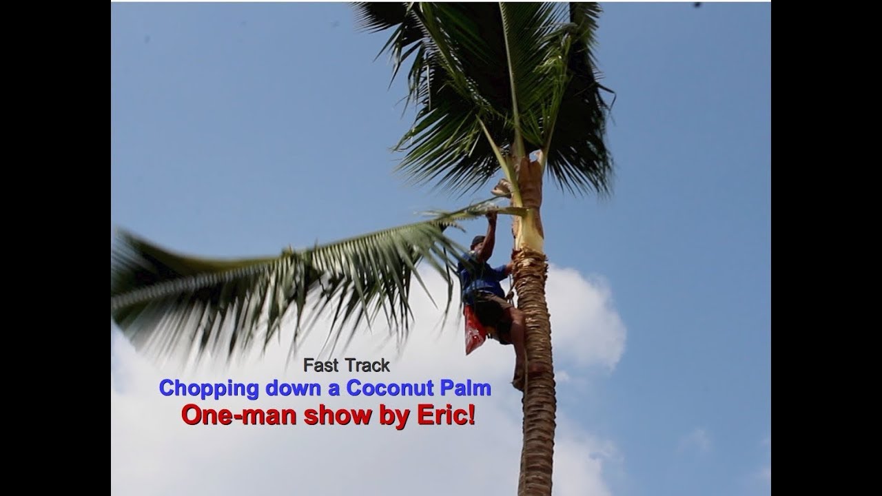 Eric Mirnda - Chopping down a coconut tree