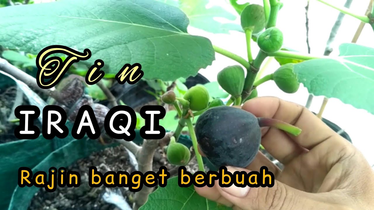 Tin iraqi || buah tin yang super genjah