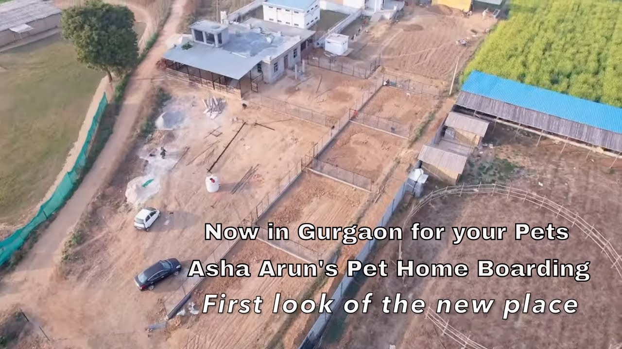 Asha Arun's Pet Home Boarding | New look | Gurgaon Pet Home boarding