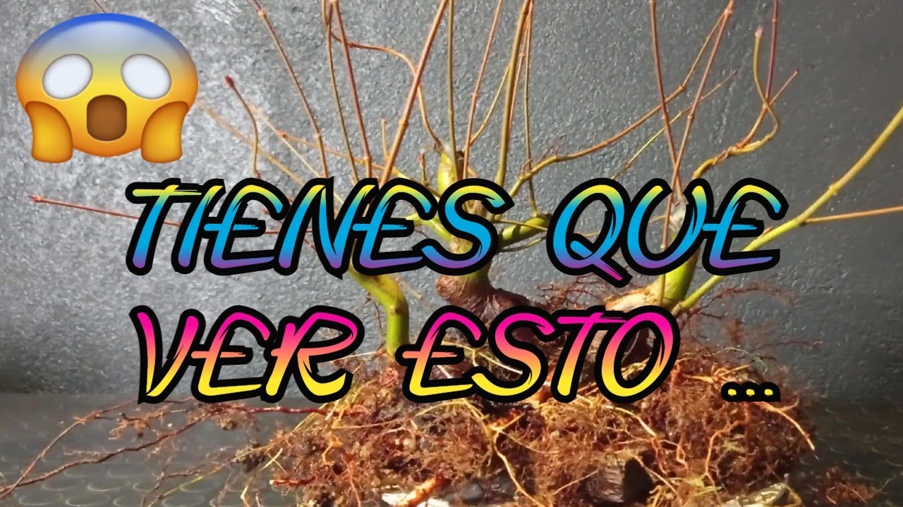 PODA DE RAÍCES EN ACER PALMATUM BONSAI