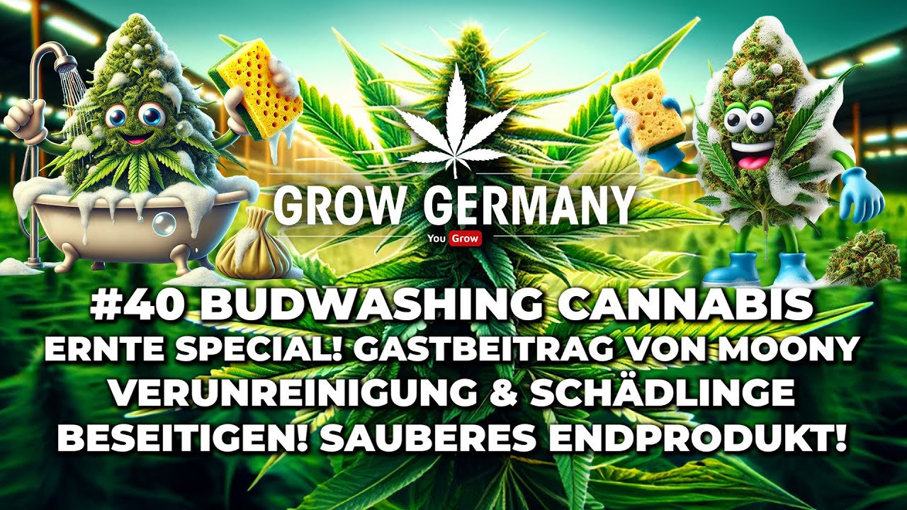 #40 Budwashing Cannabis Ernte Special! Gastbeitrag von Moony. Verunreinigung & Schädlinge beseitigen