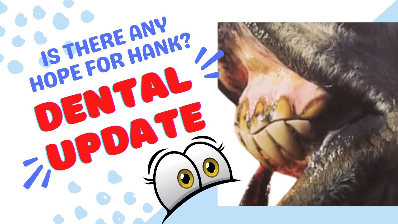 Elderly Rescue Donkey Dental Care and Feeding