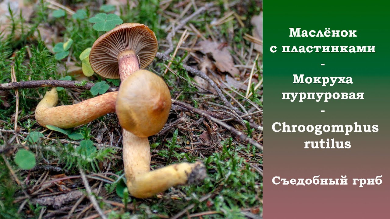 Пластинчатый маслёнок - Мокруха пурпуровая. Chroogomphus rutilus.
