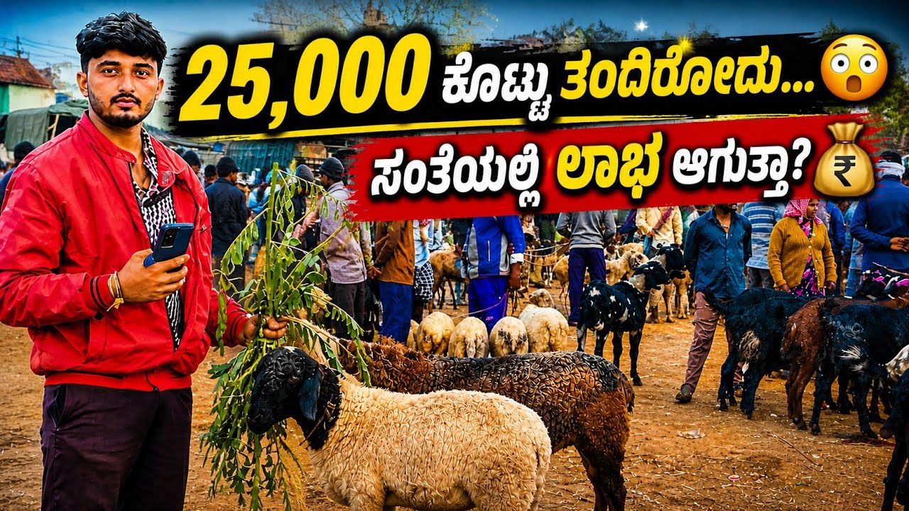  ಎರಡು ಟಗರು ಮರೀಗೆ 25,000 ಬಂಡವಾಳ ಹಾಕಿ ಎಷ್ಟ್ ಲಾಭ ಮಾಡ್ದೆ ಗೊತ್ತಾ....? ನಂಬೋದಕ್ಕೆ ಆಗಲ್ಲ..!@NFORNANDIKANNADA