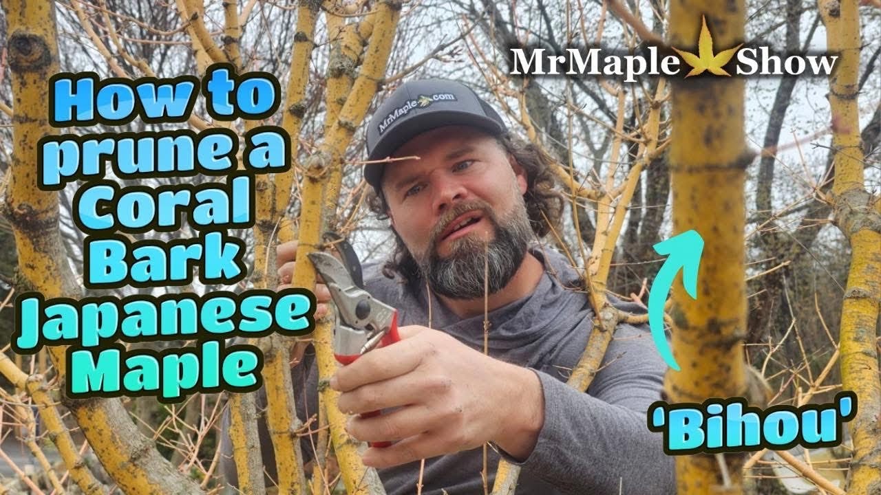 How to Prune A Japanese Maple - 