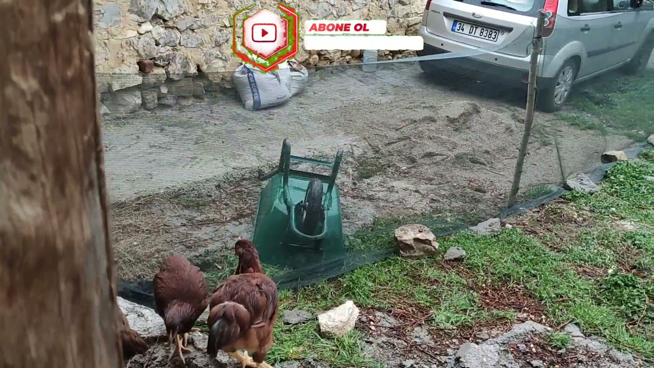 Rır Tavuk - Bresse - Rhode island Red - Bresse Chicken