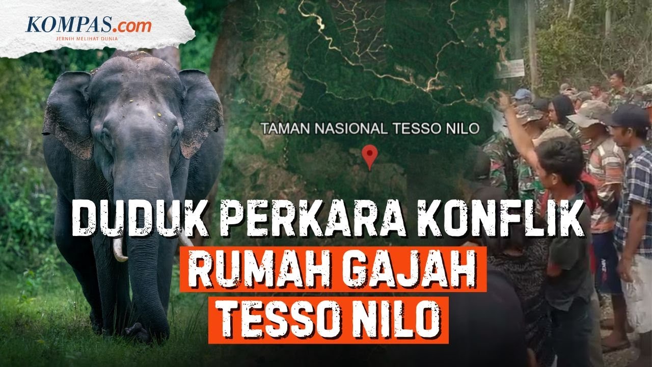 Rumah Gajah Sumatera Digerus Kebun Sawit: Duduk Perkara Tesso Nilo Digeruduk Massa