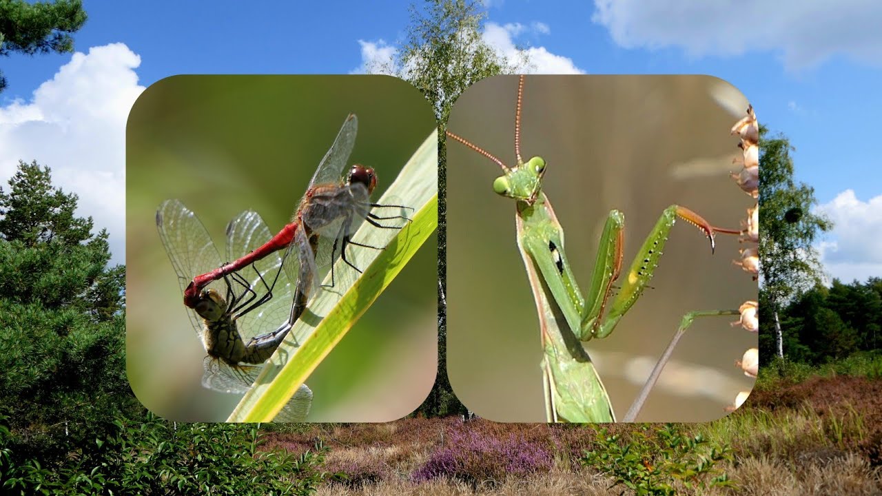 Gottesanbeterinnen und Libellen im Biosphärenreservat Heide- und Teichlandschaft