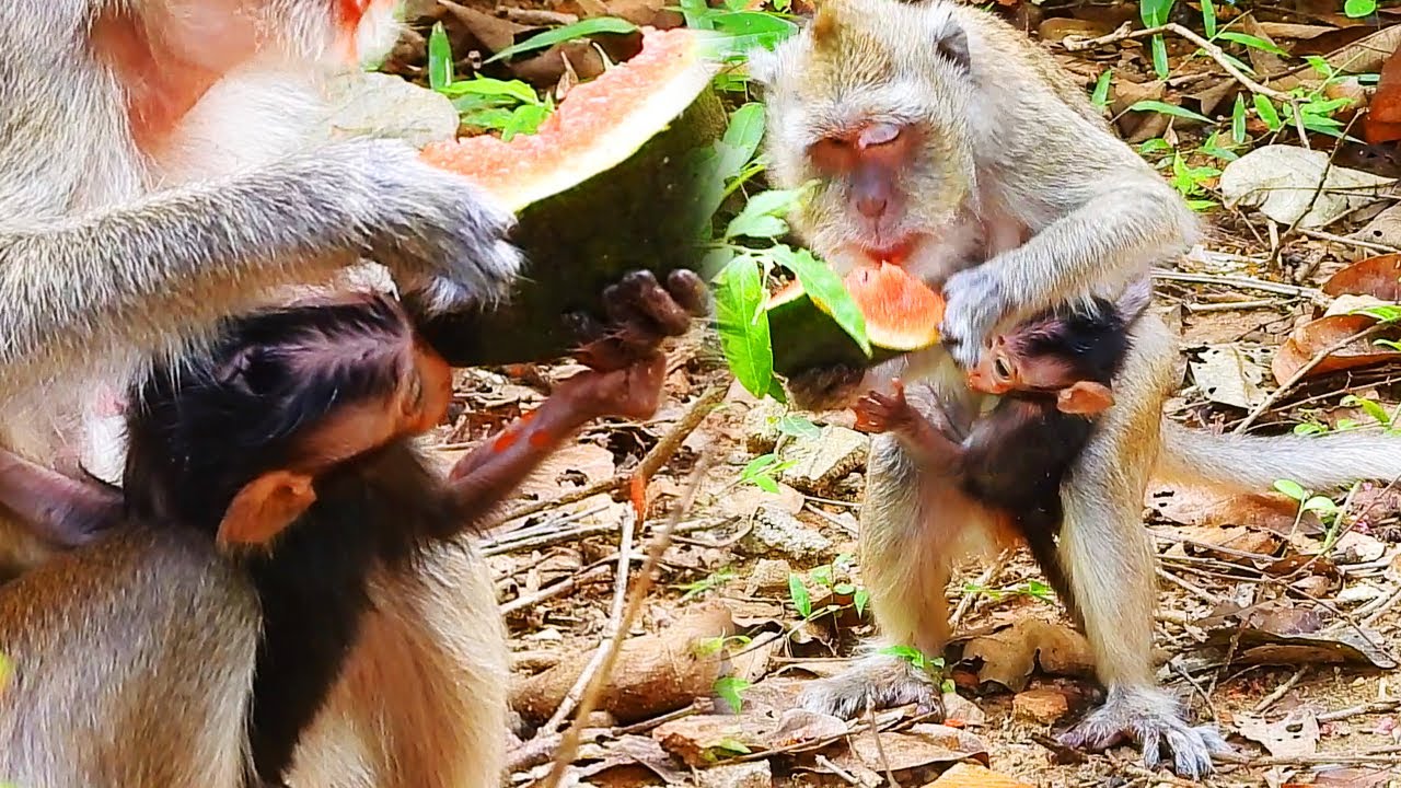 Poor baby monkey Vegan very hungry trying eats watermelon with Vegas mother