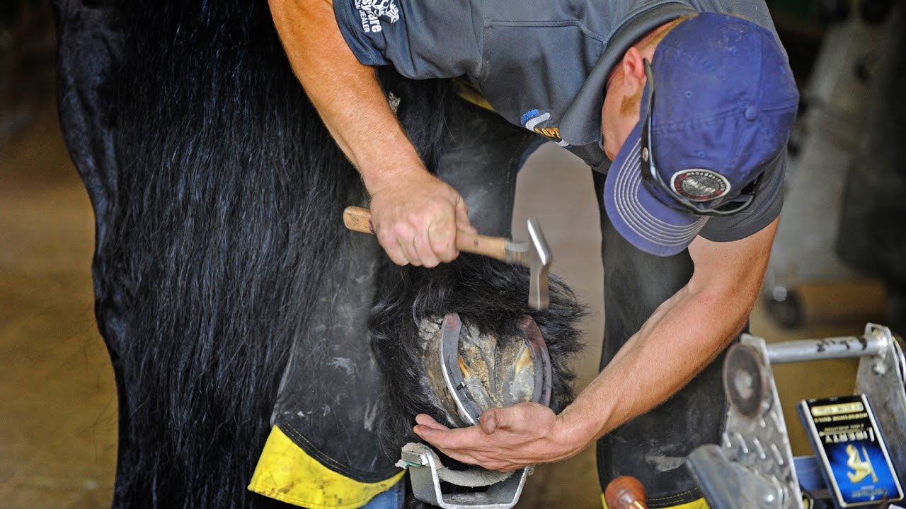 Shawn Matherly Farrier LLC ~ Feel the Difference